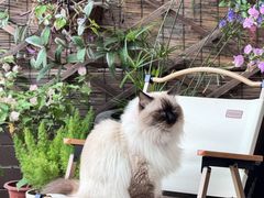 -有猫主题·治愈系猫咖(曾厝垵店)