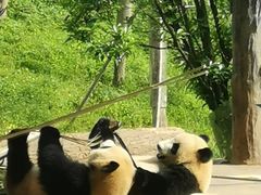 -中国大熊猫保护研究中心雅安碧峰峡基地