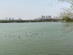 -贡湖湾湿地公园