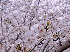 -高东镇樱花园