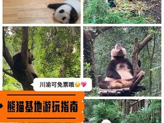 -成都大熊猫繁育研究基地