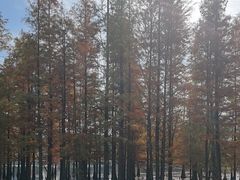 -白鹭湾湿地公园