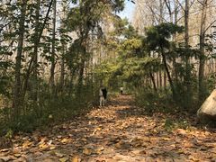 -合肥滨湖国家森林公园