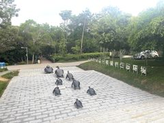 -广东惠东海龟国家级自然保护区