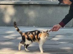 -辛一·铜锣烧(鸿寿坊店)