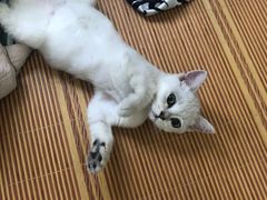 -艾吉宠物医院·疑难杂症转诊中心·猫友好(碧江路院)