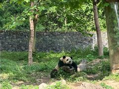 -都江堰中华大熊猫苑