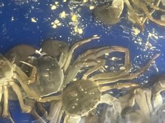 -阳澄湖大闸蟹·琼灵阁牌品牌连锁(吴中总店)