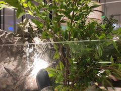 -绿茶餐厅(天津天河城店)