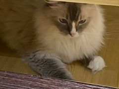-滚猫咖啡·猫咖·猫友好撸猫(未来城店)
