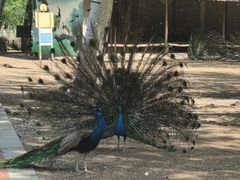 -秦皇岛野生动物园