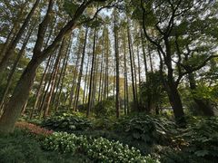 -上海醉白池公园