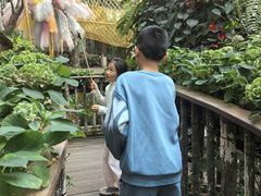-正佳雨林生态植物园