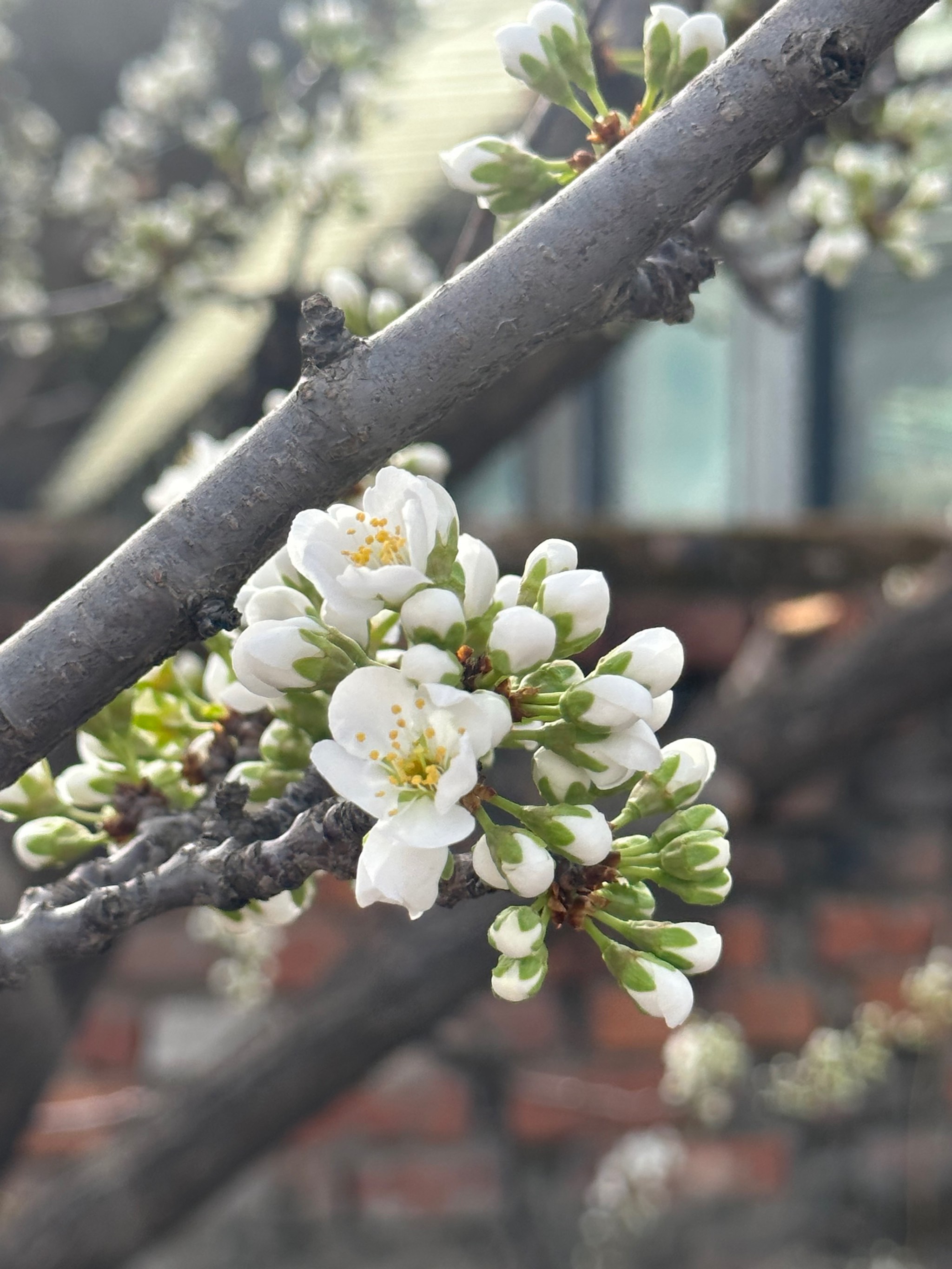 桃花李花怎么画图片