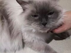 -藏猫猫咖啡主题馆(中央大道店)