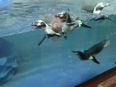 -太平洋海底世界