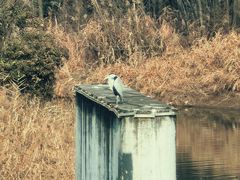 -西安浐灞国家湿地公园