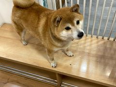 -是阿柴呀！柴犬咖啡·爱喵喵猫咖