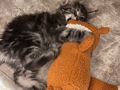 -欣宠猫屋·矮脚拿破仑·蓝金金渐层