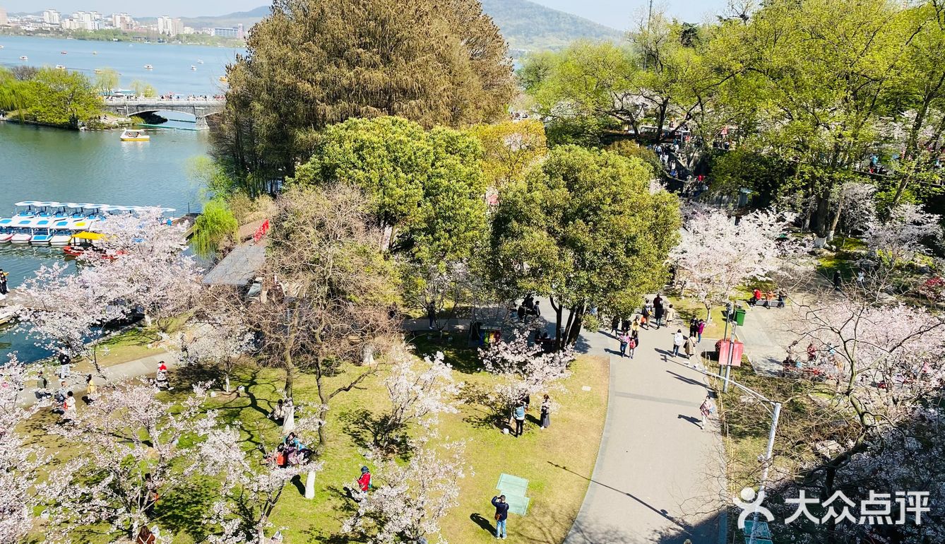 雞鳴寺櫻花