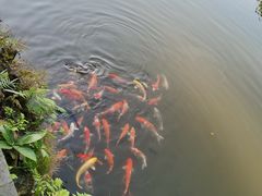 -深圳仙湖植物园