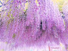 -嘉定紫藤园