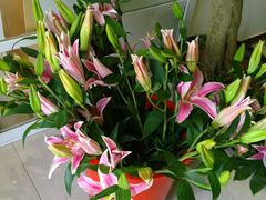 -FEI FEI FLOWER鲜花店·气球派对·宝宝宴布置(虹口德必运动Loft店)