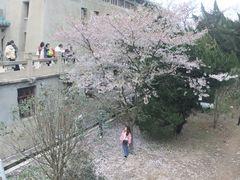 -武汉大学-樱园