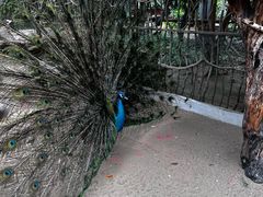 -呀路古热带植物园