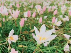-眉山湿地公园(东坡区)