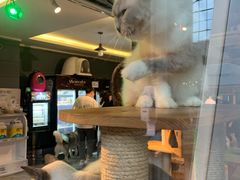 -more than meow吴止猫主题餐厅(承德 中船汇店)