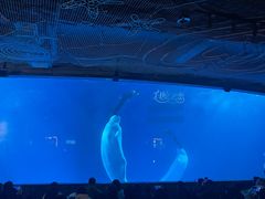 -海合安成都极地海洋公园