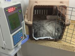 -伟伟宠物医院·瑞派猫友好医院·猫科(光谷店)