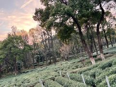 -野蔓果·山野菜(西湖景区·龙井茶田店)