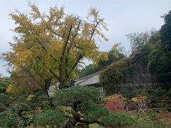 -扬州大运河文化旅游度假区·盆景园