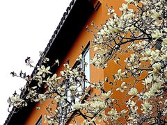 -龙华寺
