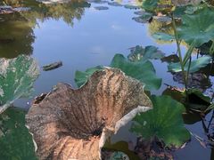 -石家庄市植物园