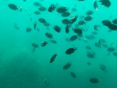 -亚龙湾海底世界