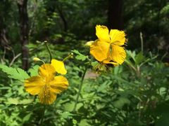 -赵记煎饼卷大葱(东岳店)