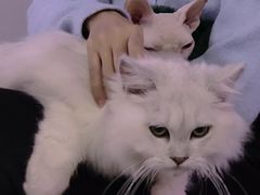 -极木²邸 人与宠物·互动社区