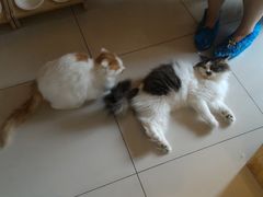 -纳吉亚猫专科动物医院博雅分院