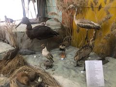 -布拉戈维申斯克
