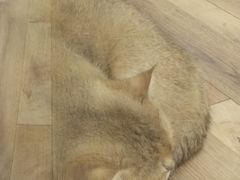 -袖虎·猫馆(体育西路店)