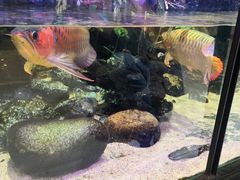 -凯德广场(学府店)