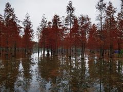 -白鹭湾湿地公园
