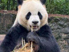-都江堰中华大熊猫苑