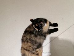 -藏猫猫咖啡主题馆(中央大道店)