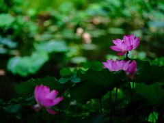 -陈家山荷花公园