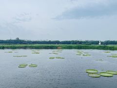 -荷塘月色湿地公园·向阳花洲
