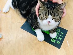 -猫冇咖·家门口的撸猫馆(大融城店)